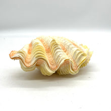 Load image into Gallery viewer, Fancy Tridacna Clam Shell
