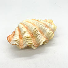 Load image into Gallery viewer, Fancy Tridacna Clam Shell
