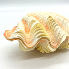 Load image into Gallery viewer, Fancy Tridacna Clam Shell
