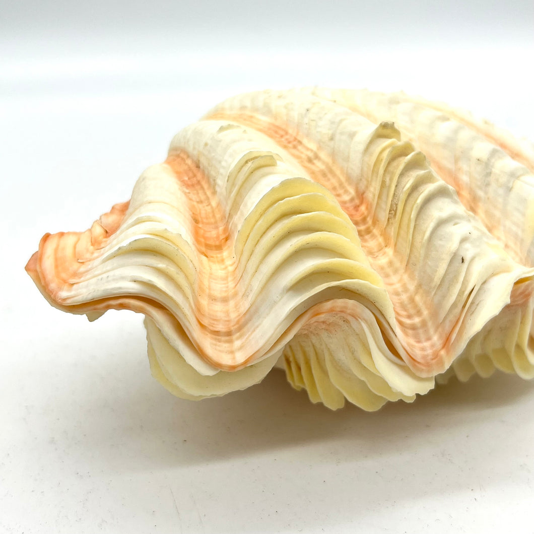 Fancy Tridacna Clam Shell
