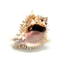 Load image into Gallery viewer, Fancy Murex Shell
