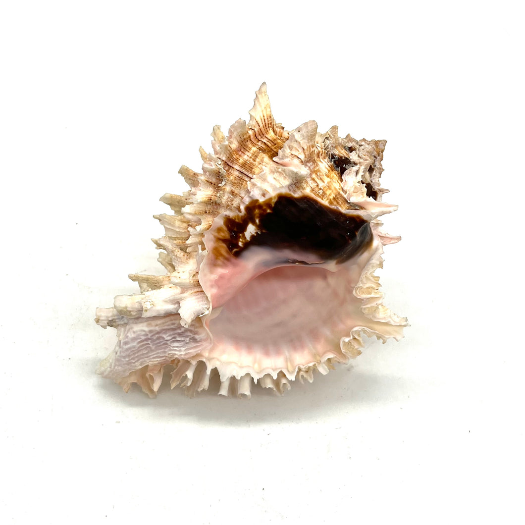 Fancy Murex Shell