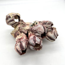 Load image into Gallery viewer, Natural Purple Acorn Barnacle Cluster

