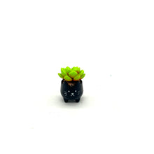 Load image into Gallery viewer, Mini Succulent Plant
