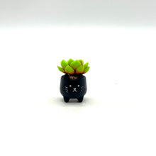 Load image into Gallery viewer, Mini Succulent Plant
