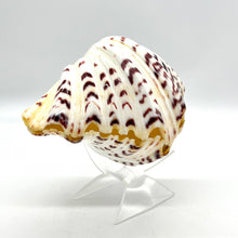 Load image into Gallery viewer, Fancy Shell
