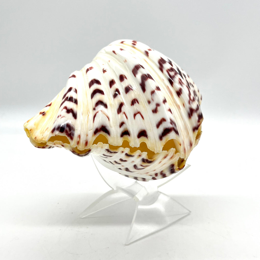 Fancy Shell