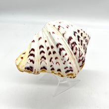 Load image into Gallery viewer, Fancy Shell
