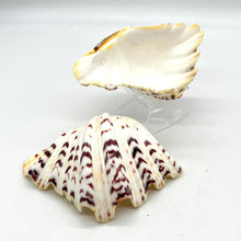 Load image into Gallery viewer, Fancy Shell
