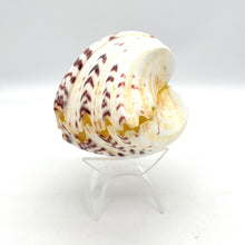 Load image into Gallery viewer, Fancy Shell
