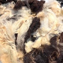 Load image into Gallery viewer, Jacob Fleece, Raw Unwashed Uncarded Wool (aprox 2.5 lbs) LOCAL PICKUP ONLY
