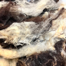 Load image into Gallery viewer, Jacob Fleece, Raw Unwashed Uncarded Wool (aprox 2.5 lbs) LOCAL PICKUP ONLY
